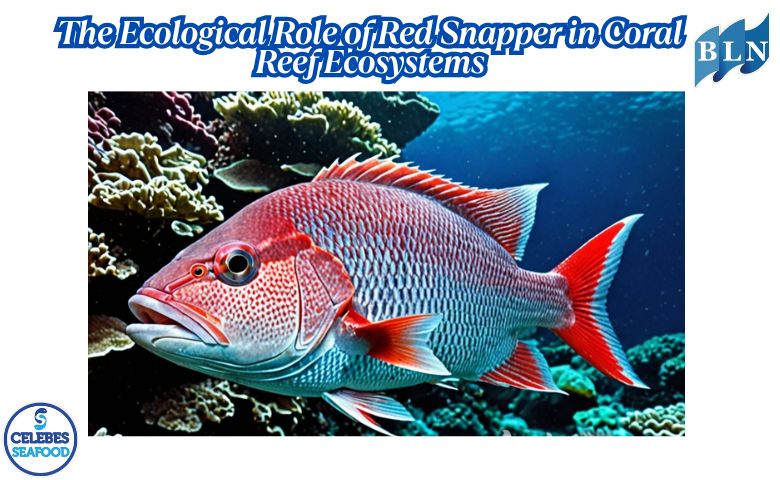 The Ecological Role of Red Snapper in Coral Reef Ecosystems